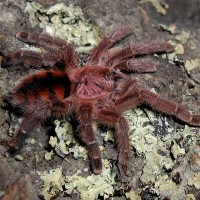 Avicularia minatrix