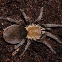 Cyclosternum sp. "Cundinamarca"