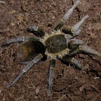 Cyclosternum sp. "Meta"