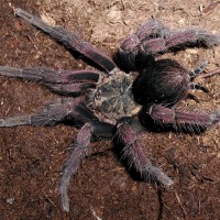 Pamphobeteus fortis