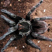 Pamphobeteus sp.2 "Ecuador"