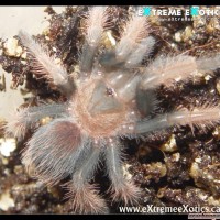 Brachypelma emilia