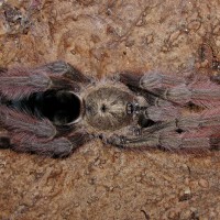 Psalmopoeus pulcher