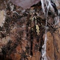 Poecilotheria ornata w/ spiderlings