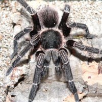 Pseudhapalopus spinulopalpus - Mature Male