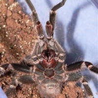 Pseudhapalopus spinulopalpus - Mature Male