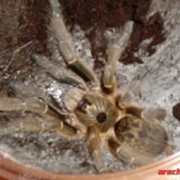 Ceratogyrus marshalli