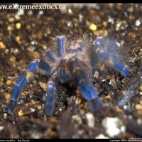 Poecilotheria metallica