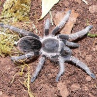 Pseudhapalopus spinulopalpus