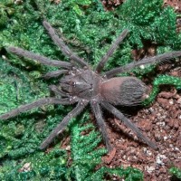 Lasiodora difficilis (spiderling)