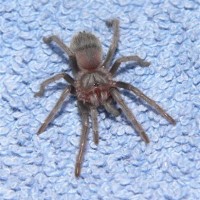 Lasiodora klugi (spiderling)