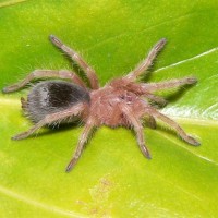 Grammostola rosea (spiderling)