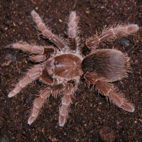 Citharischius crawshayi