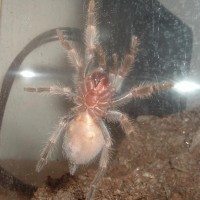 Juvenile B. Smithi