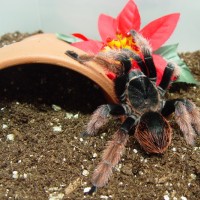 Brachypelma klaasi