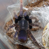 Coremiocnemis sp. "Blue"