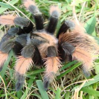 Brachypelma emilia