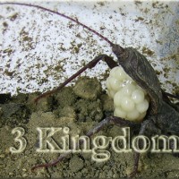 T. crucifer eggs