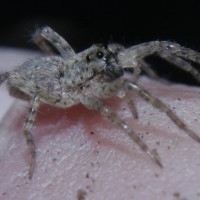 handling wolf spider