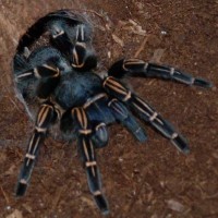 Aphonopelma seemani