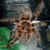 Grammostola aureostriata