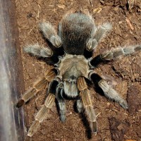 Aphonopelma sp. "California"