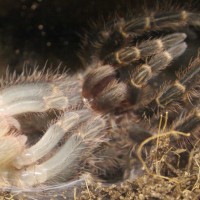 Grammostola aureostriata 0.1 molting