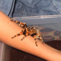 Brachypelma Smithi