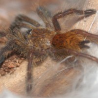 Pterinochilus murinus 0.0.1