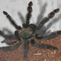 Psalmopoeus irminia 0.1