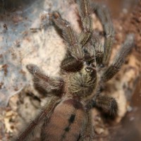 Psalmopoeus cambridgei 1.0