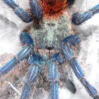 Chromatopelma cyaneopubescens