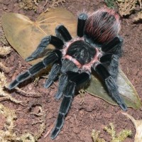 Brachypelma vagans