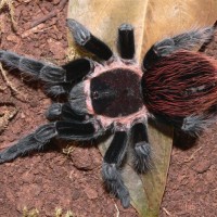 Brachypelma vagans