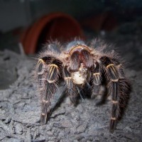 Grammostola aureostriata