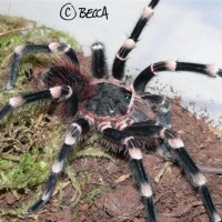 Acanthoscurria geniculata