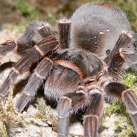 Acanthoscurria insubtilis