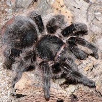 Brachypelma albopilosum