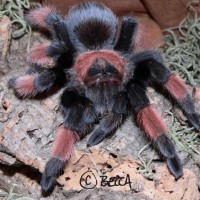 Brachypelma emilia