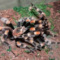 Brachypelma smithi