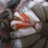 Theraphosa blondi