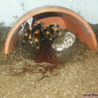 smithi with eggsac