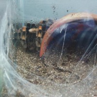 smithi with eggsac