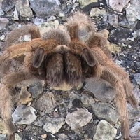 Aphonopelma sp.