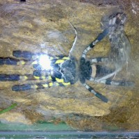 P.Regalis