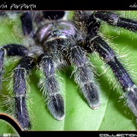 Avicularia purpurea