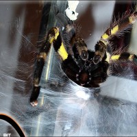 Poecilotheria regalis