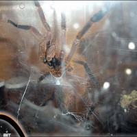 Poecilotheria subfusca