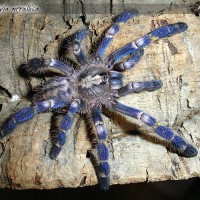 Poecilotheria metallica