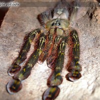 Poecilotheria rufilata